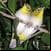 iLove Birds Lite Edition
