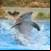 dolphin around the world 4k